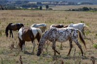 /album/foto-adriano/58a3442-copia-jpg/